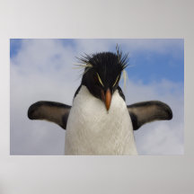 Rockhopper Penguin Eudyptes chrysocome Print