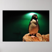 Rockhopper Penguin Print