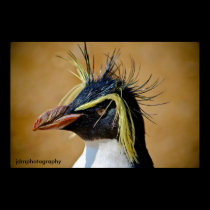 Rockhopper Penguin......... posters
