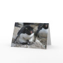 Rockhopper Penguin with Chicks cards by drthorpe Rockhopper Penguin with Chicks cards