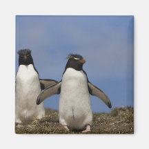 Rockhopper Penguins Eudyptes chrysocome Magnets