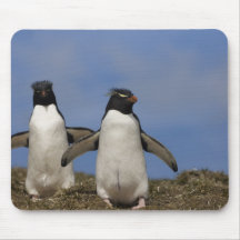 Rockhopper Penguins Eudyptes chrysocome Mousepad