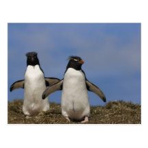 Rockhopper Penguins Eudyptes chrysocome Postcard