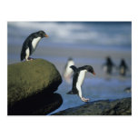Rockhopper Penguins, Eudyptes chrysocome), Postcard