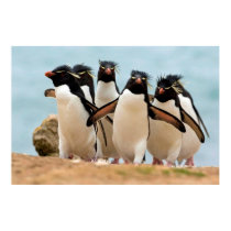 Rockhopper Penguins Falkland Islands Poster posters