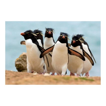 Rockhopper Penguins Falkland Islands Poster print