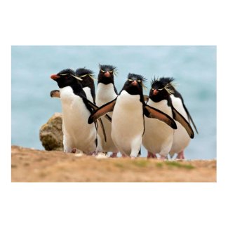 Rockhopper Penguins Poster from 14.95 print