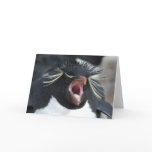 Rockhopper Yawn cards