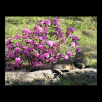 Rocking Cat & Azalea Bush Poster / Print posters