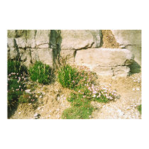 Rocks Plants posters by angryfisheatenbycat Rocks Plants posters