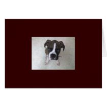 Rocky - Boxer Puppy cards
