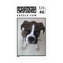 Rocky - Boxer Puppy stamps