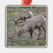Rocky Mountain Big Horn Sheep Christmas Ornament