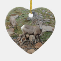 Rocky Mountain Big Horn Sheep Ewe Ornament