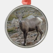 Rocky Mountain Big Horn Sheep Ewe Christmas Ornament