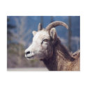 Rocky Mountain Big Horn Sheep postcards