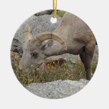 Rocky Mountain Big Horn Sheep Ram Christmas Ornaments