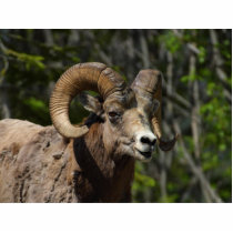 Rocky Mountain Bighorn Sheep photo sculptures