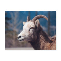Rocky Mountain Bighorn Sheep Post Card