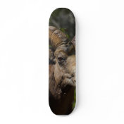 Rocky Mountain Bighorn Sheep Skate Board Deck