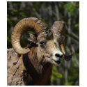 Rocky Mountain Bighorn Sheep t-shirts by lifesphere Rocky Mountain Bighorn Sheep t-shirts