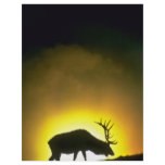 Rocky Mountain bull elk, Yellowstone National Park Flyer
