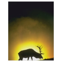 Rocky Mountain bull elk, Yellowstone National Park Flyer