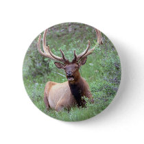 Rocky Mountain Elk buttons