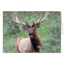 Rocky Mountain Elk cards