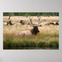 Rocky Mountain Elk in the Grass Print
