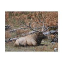 Rocky Mountain Elk Postcards