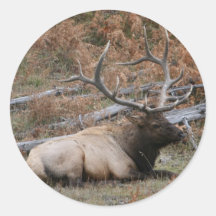 Rocky Mountain Elk Round Stickers