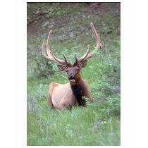 Rocky Mountain Elk t-shirts