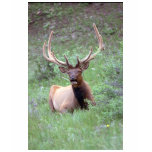Rocky Mountain Elk t-shirts