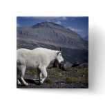Rocky mountain goat buttons