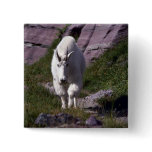 Rocky mountain goat pin