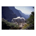 Rocky mountain goat card