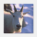 Rocky Mountain Goat Head Magnet