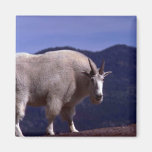 Rocky Mountain Goat-large alert billy Fridge Magnets