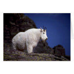 Rocky mountain goat (Large male) Greeting Cards