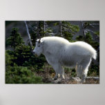 Rocky mountain goat (Large male) Poster
