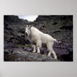 Rocky mountain goat posters