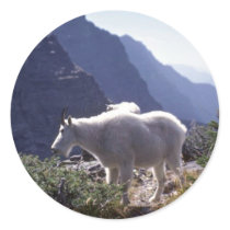 Rocky mountain goat stickers