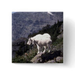 Rocky mountain goats (Nanny and kid) Pin