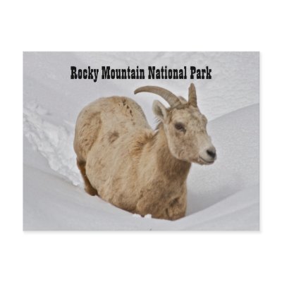 Rocky Mountain National Park Wildlife Postcard by kdpurdy2