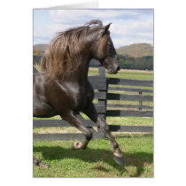 Rocky Mountain Stallion cards by pfdesign Rocky Mountain Stallion cards