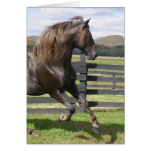 Rocky Mountain Stallion Cards
