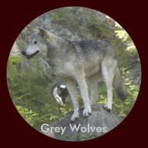 ROCKY MOUNTAIN WOLVES Stickers by RavenSpiritPrints ROCKY MOUNTAIN WOLVES Stickers