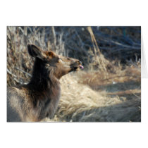 Rocky Mountains Elk cards by melaniemle Rocky Mountains Elk cards
