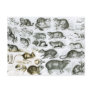 Rodentia-Rodents or Gnawing Animals Post Cards